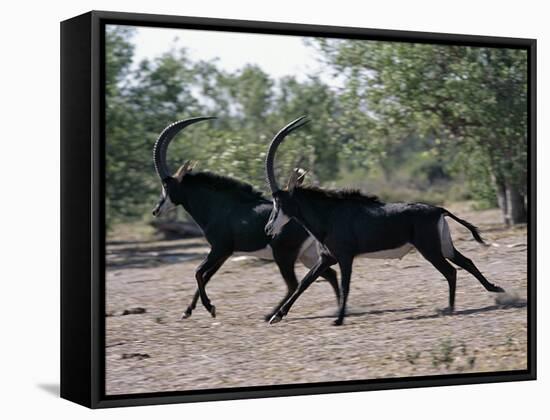 Two Male Sable Antelopes Run across Open Bush Country in the Chobe National Park-Nigel Pavitt-Framed Stretched Canvas