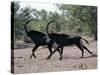 Two Male Sable Antelopes Run across Open Bush Country in the Chobe National Park-Nigel Pavitt-Stretched Canvas
