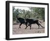 Two Male Sable Antelopes Run across Open Bush Country in the Chobe National Park-Nigel Pavitt-Framed Photographic Print