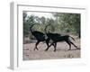 Two Male Sable Antelopes Run across Open Bush Country in the Chobe National Park-Nigel Pavitt-Framed Photographic Print