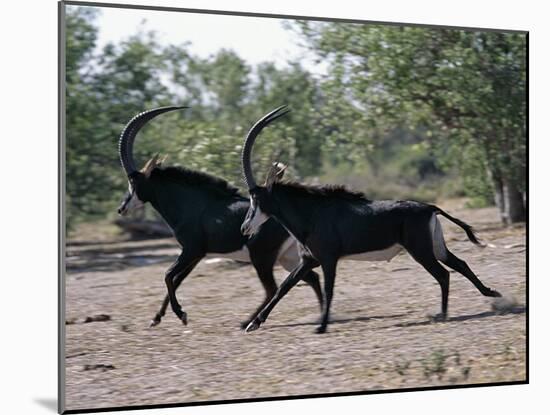 Two Male Sable Antelopes Run across Open Bush Country in the Chobe National Park-Nigel Pavitt-Mounted Photographic Print