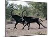 Two Male Sable Antelopes Run across Open Bush Country in the Chobe National Park-Nigel Pavitt-Mounted Photographic Print