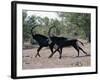 Two Male Sable Antelopes Run across Open Bush Country in the Chobe National Park-Nigel Pavitt-Framed Photographic Print