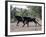 Two Male Sable Antelopes Run across Open Bush Country in the Chobe National Park-Nigel Pavitt-Framed Photographic Print