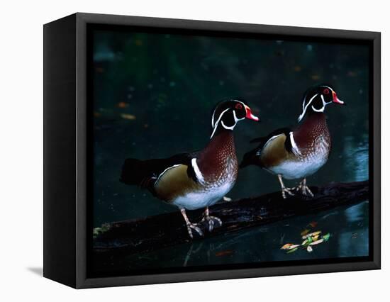 Two Male Wood Ducks, Florida, USA-Charles Sleicher-Framed Stretched Canvas