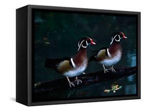 Two Male Wood Ducks, Florida, USA-Charles Sleicher-Framed Stretched Canvas