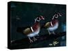 Two Male Wood Ducks, Florida, USA-Charles Sleicher-Stretched Canvas