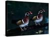 Two Male Wood Ducks, Florida, USA-Charles Sleicher-Stretched Canvas