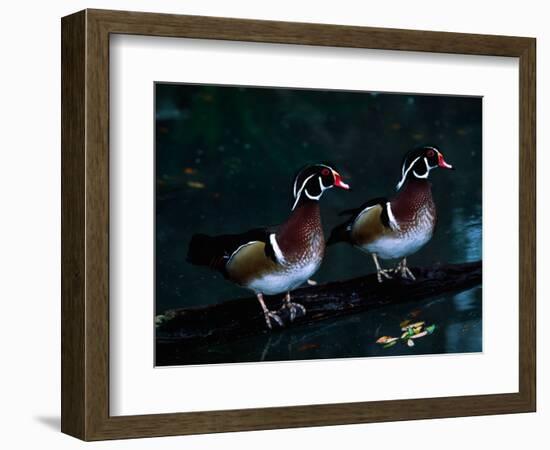 Two Male Wood Ducks, Florida, USA-Charles Sleicher-Framed Photographic Print