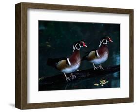 Two Male Wood Ducks, Florida, USA-Charles Sleicher-Framed Photographic Print