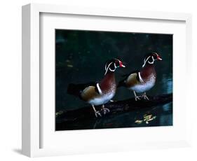 Two Male Wood Ducks, Florida, USA-Charles Sleicher-Framed Photographic Print