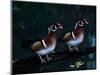 Two Male Wood Ducks, Florida, USA-Charles Sleicher-Mounted Photographic Print