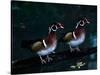 Two Male Wood Ducks, Florida, USA-Charles Sleicher-Stretched Canvas
