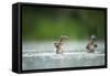 Two Mallard (Anas Platyrhynchos) Ducklings Standing Up to Shake Wings after Bathing, Derbyshire, UK-Andrew Parkinson-Framed Stretched Canvas