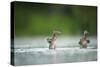 Two Mallard (Anas Platyrhynchos) Ducklings Standing Up to Shake Wings after Bathing, Derbyshire, UK-Andrew Parkinson-Stretched Canvas