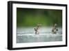 Two Mallard (Anas Platyrhynchos) Ducklings Standing Up to Shake Wings after Bathing, Derbyshire, UK-Andrew Parkinson-Framed Photographic Print