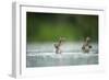 Two Mallard (Anas Platyrhynchos) Ducklings Standing Up to Shake Wings after Bathing, Derbyshire, UK-Andrew Parkinson-Framed Photographic Print