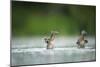 Two Mallard (Anas Platyrhynchos) Ducklings Standing Up to Shake Wings after Bathing, Derbyshire, UK-Andrew Parkinson-Mounted Photographic Print