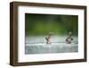 Two Mallard (Anas Platyrhynchos) Ducklings Standing Up to Shake Wings after Bathing, Derbyshire, UK-Andrew Parkinson-Framed Photographic Print