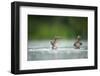 Two Mallard (Anas Platyrhynchos) Ducklings Standing Up to Shake Wings after Bathing, Derbyshire, UK-Andrew Parkinson-Framed Photographic Print