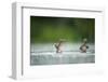 Two Mallard (Anas Platyrhynchos) Ducklings Standing Up to Shake Wings after Bathing, Derbyshire, UK-Andrew Parkinson-Framed Photographic Print