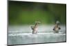 Two Mallard (Anas Platyrhynchos) Ducklings Standing Up to Shake Wings after Bathing, Derbyshire, UK-Andrew Parkinson-Mounted Photographic Print