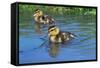 Two Mallard Ducklings on a Pond-null-Framed Stretched Canvas