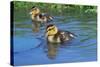 Two Mallard Ducklings on a Pond-null-Stretched Canvas