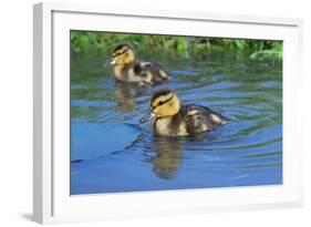 Two Mallard Ducklings on a Pond-null-Framed Photographic Print