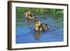 Two Mallard Ducklings on a Pond-null-Framed Photographic Print