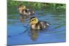 Two Mallard Ducklings on a Pond-null-Mounted Photographic Print