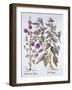 Two Mallow Varieties, from 'Hortus Eystettensis', by Basil Besler (1561-1629), Pub. 1613 (Hand Colo-German School-Framed Giclee Print