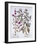Two Mallow Varieties, from 'Hortus Eystettensis', by Basil Besler (1561-1629), Pub. 1613 (Hand Colo-German School-Framed Giclee Print