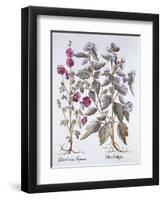 Two Mallow Varieties, from 'Hortus Eystettensis', by Basil Besler (1561-1629), Pub. 1613 (Hand Colo-German School-Framed Giclee Print