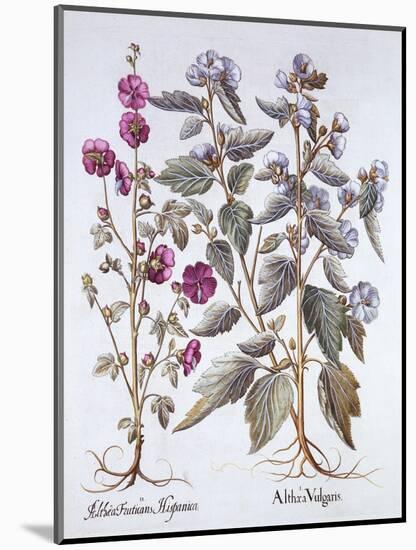 Two Mallow Varieties, from 'Hortus Eystettensis', by Basil Besler (1561-1629), Pub. 1613 (Hand Colo-German School-Mounted Giclee Print