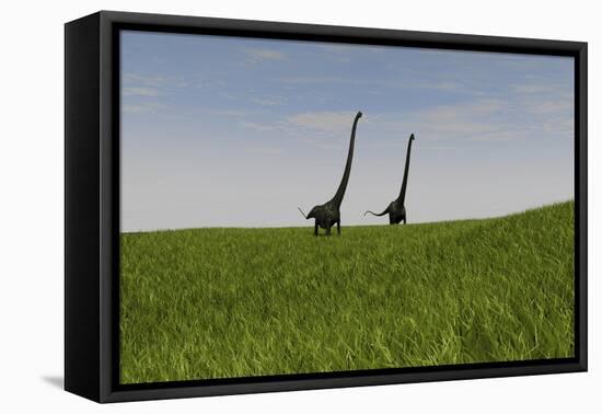 Two Mamenchisaurus Walking across a Grassy Field-null-Framed Stretched Canvas