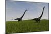 Two Mamenchisaurus Walking across a Grassy Field-null-Mounted Art Print
