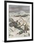Two Mammoths are Found Frozen in the Jamalm Peninsula 2400 Kilometres North of Saint Petersburg-Achille Beltrame-Framed Art Print
