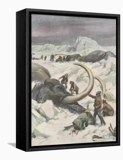 Two Mammoths are Found Frozen in the Jamalm Peninsula 2400 Kilometres North of Saint Petersburg-Achille Beltrame-Framed Stretched Canvas