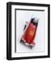 Two Man Bobsled in Action, Torino, Italy-Chris Trotman-Framed Premium Photographic Print