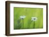 Two Marguerite - Oxeye Daisy (Leucanthemum Vulgare) Flowers, Roudenhaff, Mullerthal, Luxembourg-Tønning-Framed Photographic Print