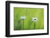 Two Marguerite - Oxeye Daisy (Leucanthemum Vulgare) Flowers, Roudenhaff, Mullerthal, Luxembourg-Tønning-Framed Photographic Print