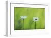 Two Marguerite - Oxeye Daisy (Leucanthemum Vulgare) Flowers, Roudenhaff, Mullerthal, Luxembourg-Tønning-Framed Photographic Print