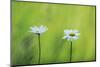 Two Marguerite - Oxeye Daisy (Leucanthemum Vulgare) Flowers, Roudenhaff, Mullerthal, Luxembourg-Tønning-Mounted Photographic Print