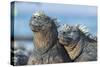 Two Marine iguanas, sharing body warmth, Galapagos-Tui De Roy-Stretched Canvas