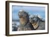 Two Marine iguanas, sharing body warmth, Galapagos-Tui De Roy-Framed Photographic Print