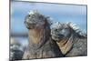 Two Marine iguanas, sharing body warmth, Galapagos-Tui De Roy-Mounted Photographic Print