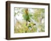 Two Maroon-Bellied Parakeets Feeding in a Tree in Ubatuba, Brazil-Alex Saberi-Framed Photographic Print