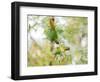 Two Maroon-Bellied Parakeets Feeding in a Tree in Ubatuba, Brazil-Alex Saberi-Framed Photographic Print