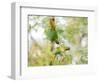 Two Maroon-Bellied Parakeets Feeding in a Tree in Ubatuba, Brazil-Alex Saberi-Framed Photographic Print